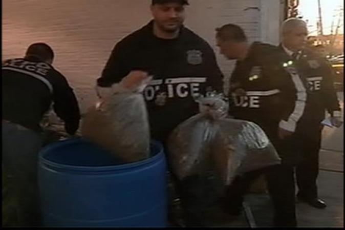 Investigadores dicen que entre 50 y 60 libras de marihuana estaban siendo producidas cada mes por un valor de hasta $250,000.