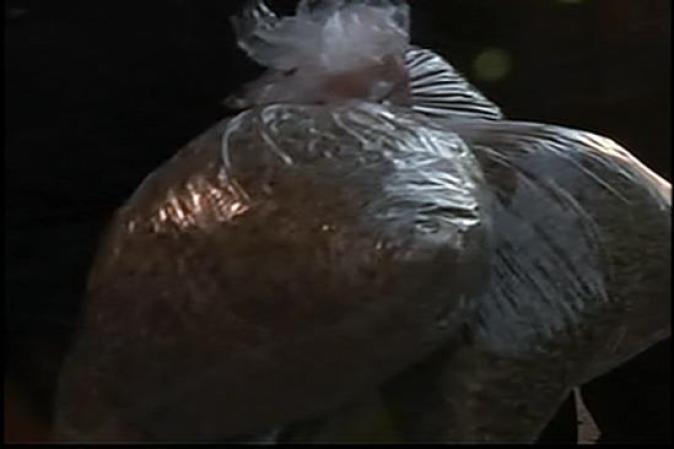 Centenas de bolsas de marihuana son extraídas por agentes federales, ¿Qué harían con ellas?
