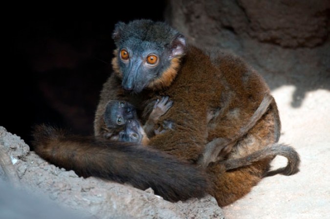 Bebés lémurs en el Zoológico del Bronx.