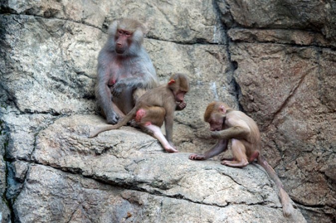 Hamadryas Baboons, Zoológico de Prospect Park.