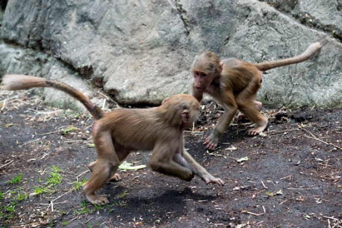 Hamadryas Baboons, Zoológico de Prospect Park.
