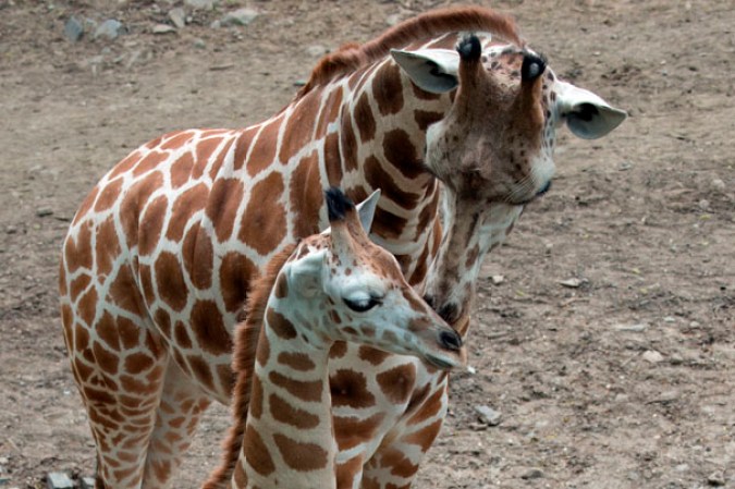 Bebé Jirafa en el Zoológico del Bronx.