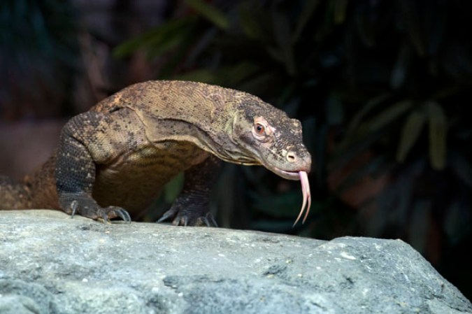 Dragón Komodo, Zoológico del Bronx.