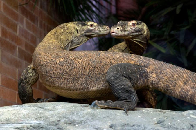 Dragón Komodo, Zoológico del Bronx.
