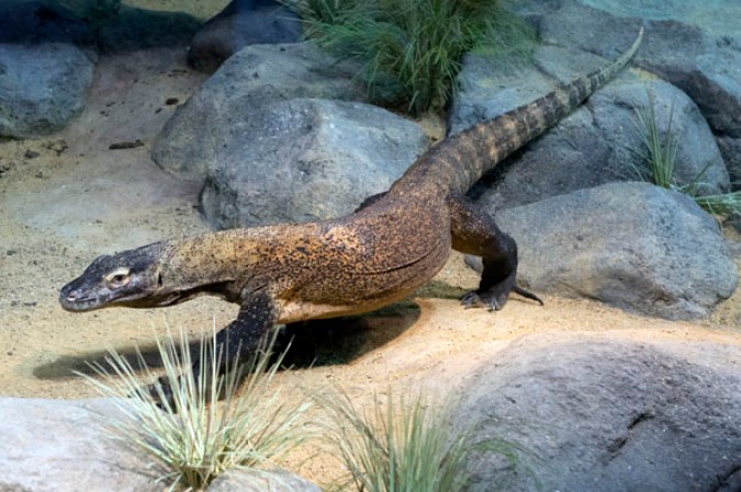 Dragón Komodo, Zoológico del Bronx.