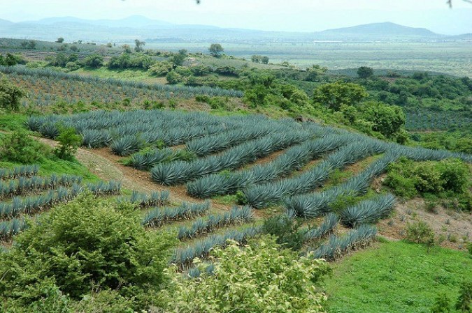 Desde 1974, la bebida está protegida por la Denominación de Origen, es decir, sólo puede llamarse Tequila al que cumpla con todos los requisitos establecidos en la Norma Oficial.