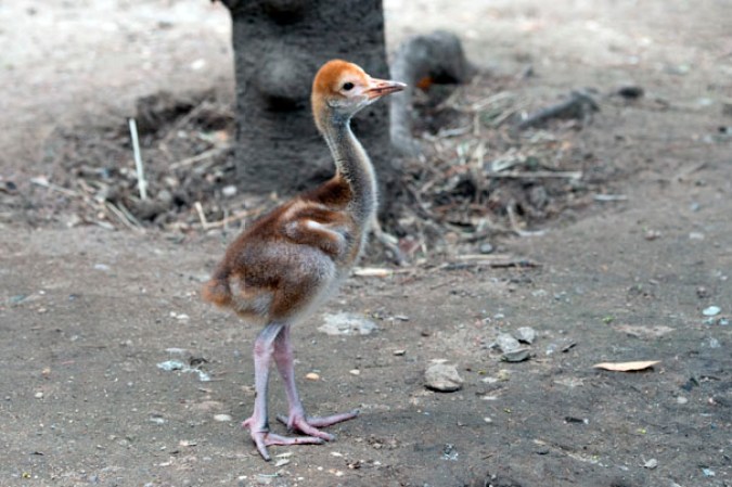 Bebé grulla cuello blanco, Zoológico de Central Park.