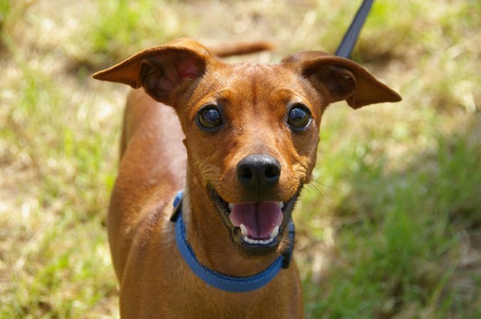 ¿Pero, no sería mejor adoptar un perrito o gatito que realmente necesita un hogar y amor?