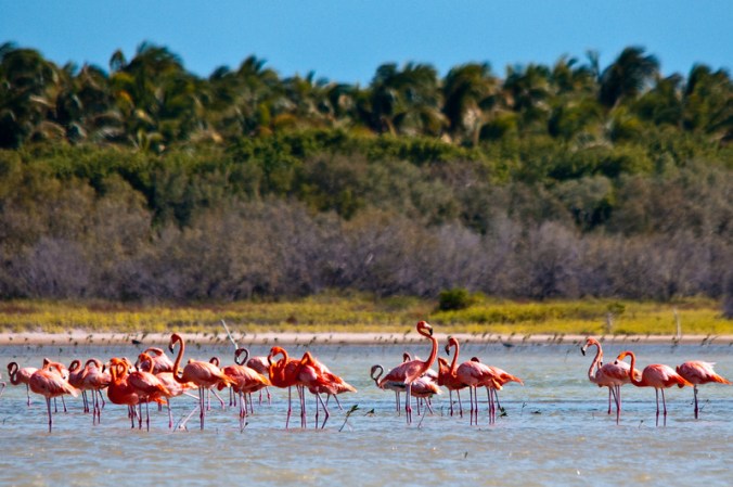 Esta zona es también hogar de los flamencos, quienes viven y se alimentan en las aguas no contaminadas que ofrece Barahona.