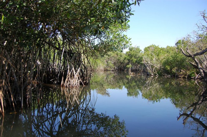 La zona de manglares puede ser recorrida en lancha para disfrutar parajes que son un regalo de la naturaleza, como la Tobara, que es también una reserva donde habitan diferentes especies como cocodrilos, garzas, camarones y tlacuaches.