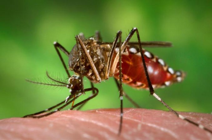 Tambien contagios por el mosquito Aedes Aegypti, provoca 3330,000 muertes por año