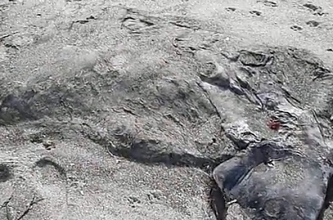 Una extraña y monstruosa especie fue encontrada zanjada a orillas de una playa en Nueva Zelanda. Algunos expertos especulan que pudiera tratarse del cuerpo de una orca asesina.
