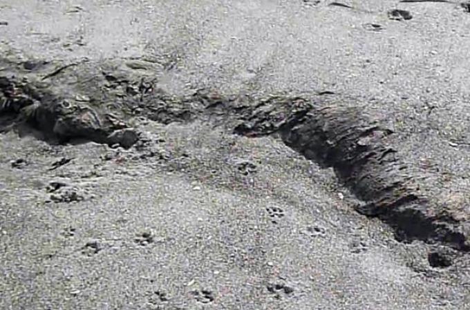 Una extraña y monstruosa especie fue encontrada zanjada a orillas de una playa en Nueva Zelanda. Algunos expertos especulan que pudiera tratarse del cuerpo de una orca asesina.