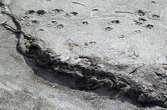 Una extraña y monstruosa especie fue encontrada zanjada a orillas de una playa en Nueva Zelanda. Algunos expertos especulan que pudiera tratarse del cuerpo de una orca asesina.