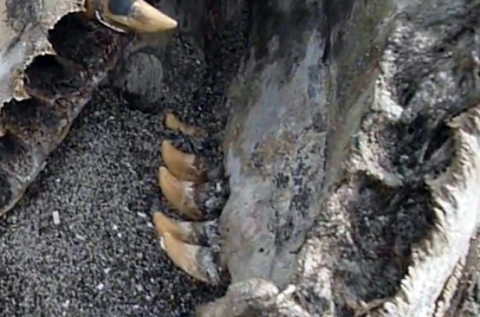 Una extraña y monstruosa especie fue encontrada zanjada a orillas de una playa en Nueva Zelanda. Algunos expertos especulan que pudiera tratarse del cuerpo de una orca asesina.