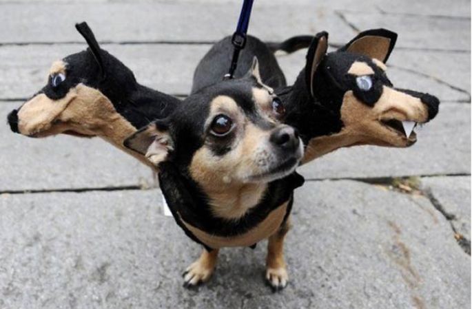 Pobre perro.