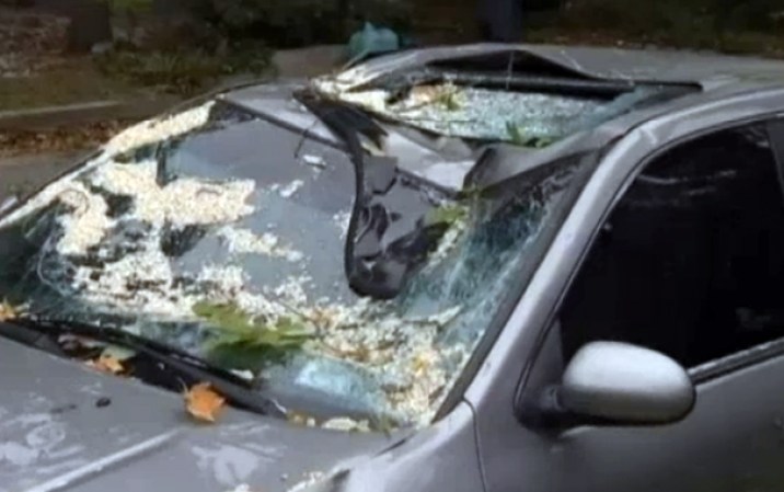 Este auto quedó aplastado por un arbusto.