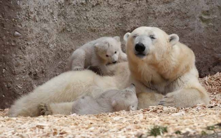 Los inquilinos más tiernos del zoológico.