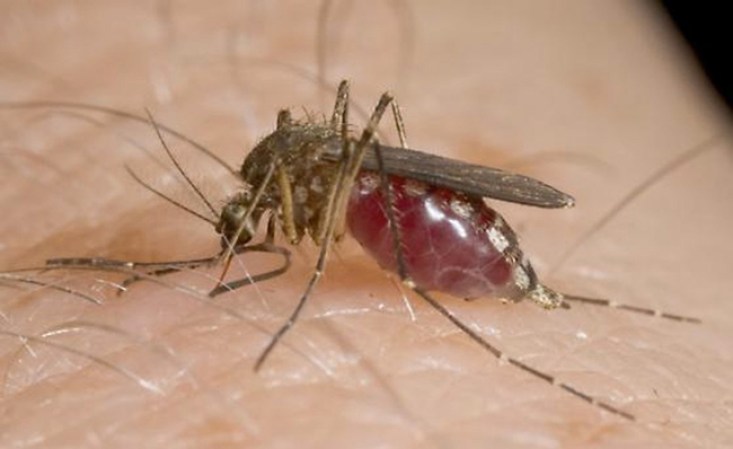 Filariasis linfática, es una infección parasitaria producida por pequeños gusanos transmitidos por mosquitos del género Culex en las Américas.
