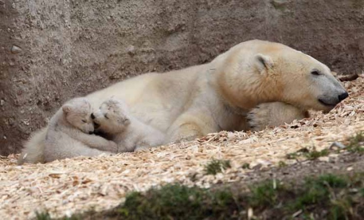La mamá osa estuvo protegiéndolos y dándoles todo el cariño.