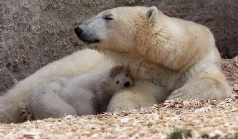 Por su parte, los bebés lo pasaron de lo lindo durmiendo acurrucados bajo su madre.