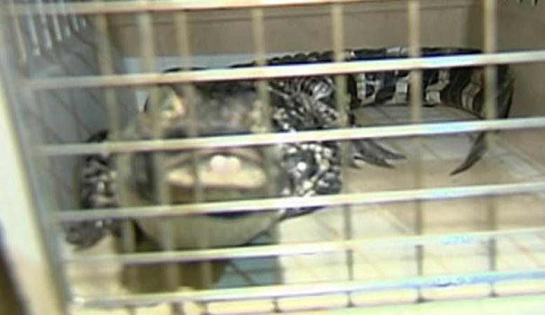 Varios de los animales fueron enjaulados para protegerlos.