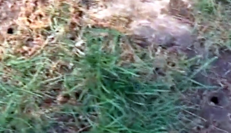 Las ninfas viven enterradas en su primera etapa.