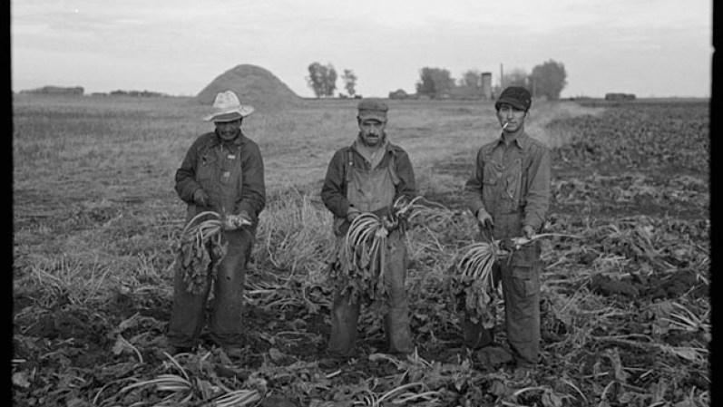 Trabajadores mexicanos en sembradíos de remolacha, cerca de Fisher, Minnesota.