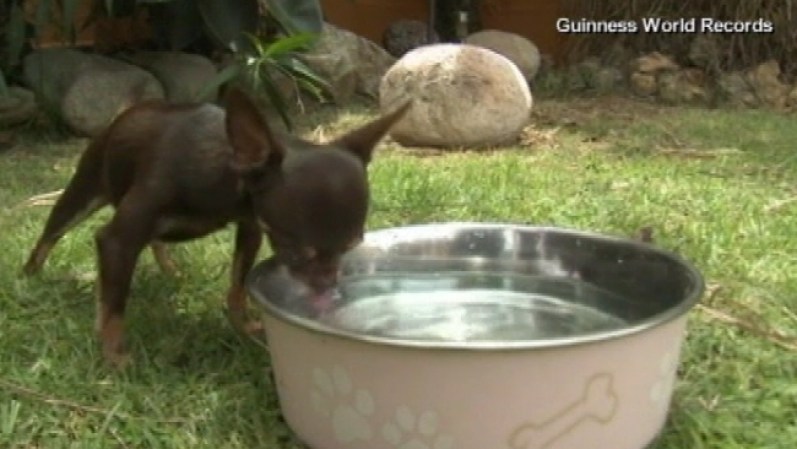También hay reconocimientos para nuestros amigos caninos.