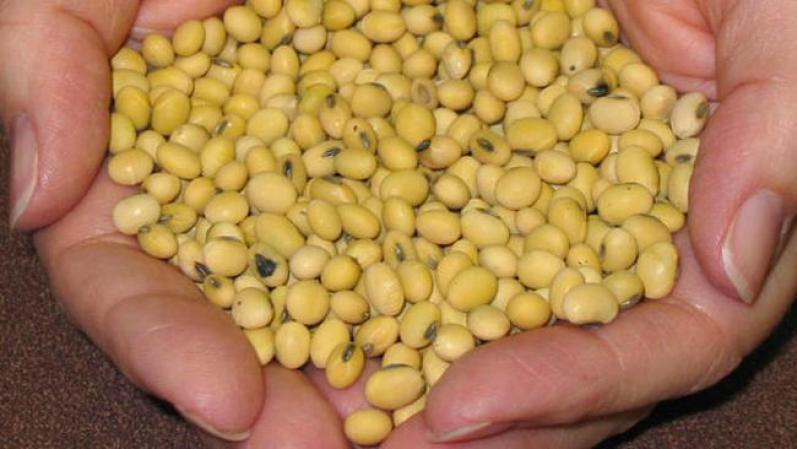La soya es una rica fuente en proteína baja en grasas. Además te mantiene satisfecho, lo cual es mejor para controlar el apetito.