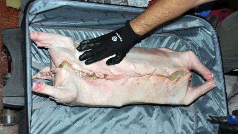 Estos narcotraficantes sí que usaron la imaginación al meter cerca de 14 kilos de marihuana dentro de un puerco...