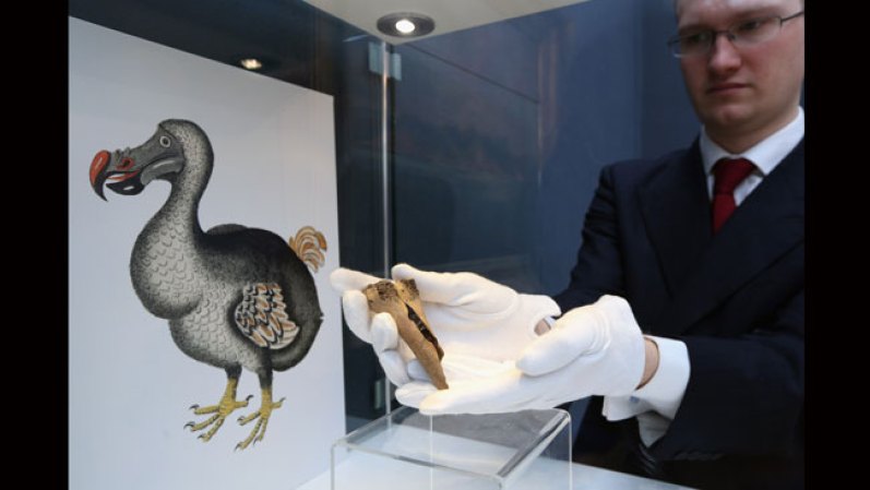 Como dato curioso, el "Dodo", lejos de ser olvidado ha aparecido en diversas obras literarias, como es el caso de "Alicia en el país de las maravillas", de Lewis Carroll o en la película de animación "Ice Age", entre otras.