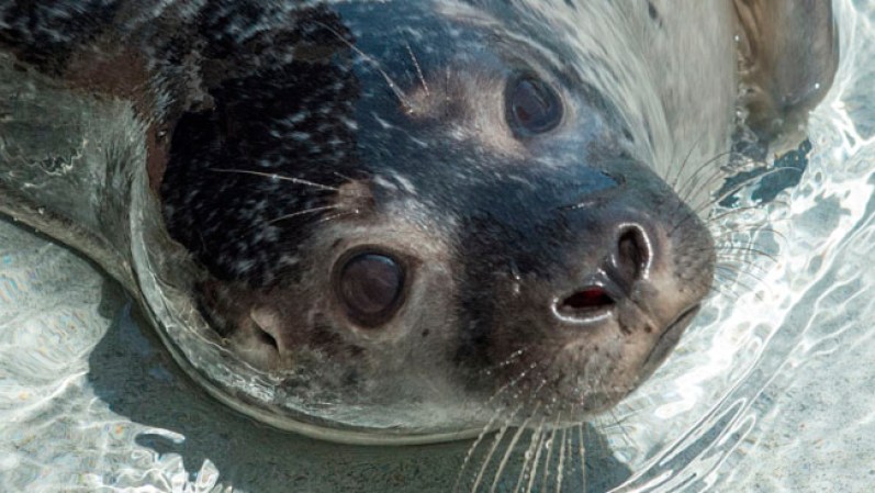 El Acuario de Preservación de Animales Salvajes de Nueva York presentó a una adorable foca marina.