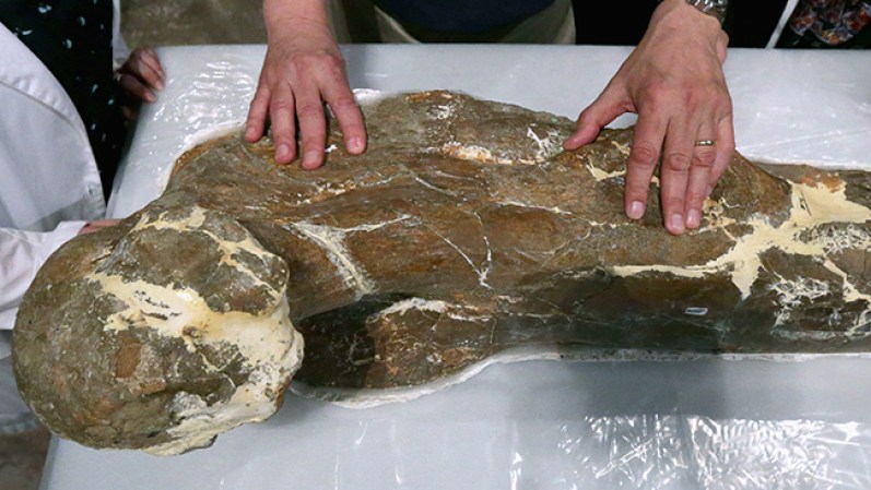 Uno de los fósiles más completos que se conserva del Tiranosaurio ahora está en exposición en el Museo de Historia Natural del Instituto Smithsonian.