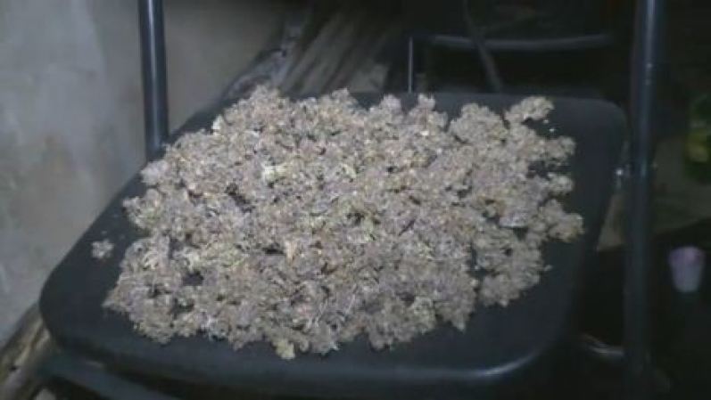 Marihuana secando.