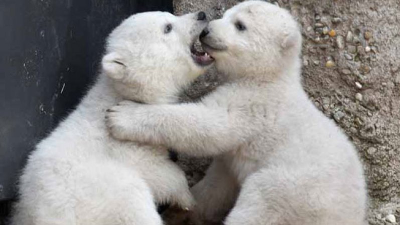 El zoológico de Munich hizo la presentacón oficial de sus osos polares bebés, dos tiernos oseznos que derritieron a los presentes.