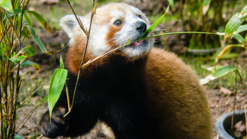Conoce a Tenzing, el nuevo miembro de la familia del zoológico de San Francisco. Este panda rojo de 10 meses ha cautivado a todos con su ternura y personalidad juguetona. Mira los momentos algunos de los momentos más tiernos del animal, fotografiado por Jesse Greger.