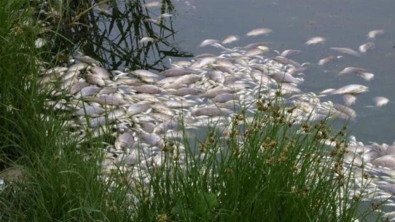 Muerte en el mar. Apocalipsis 8:9 “La tercera parte de todo lo que vivía en el mar, murió…”. Sin alimento en el mar la población del mundo padecerá mucha hambre.