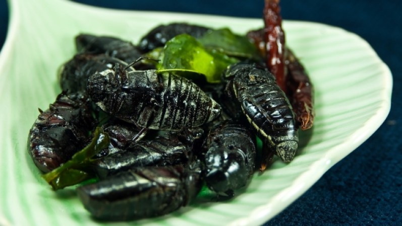 Cucarachas al plato. En algunas ciudades de Tailandia las sirven como comida. Supuestamente aportan nutrientes. Pero vistas así parecen un plato de una película de terror.
