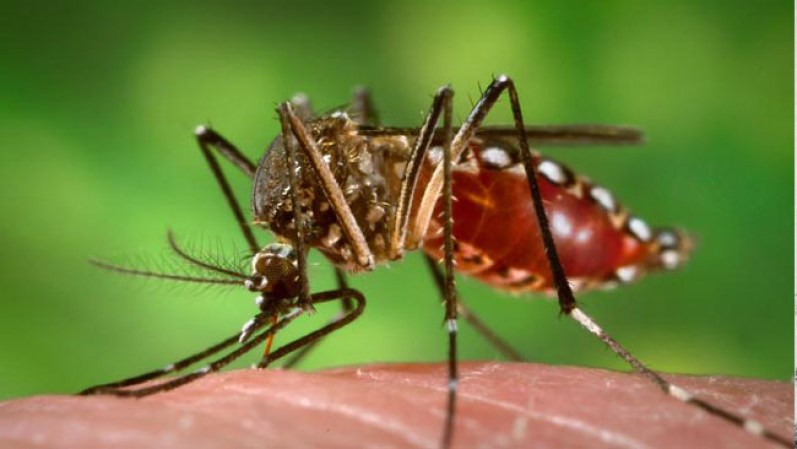 Fiebre amarilla. Es un virus hemorrágico transmitido por la picadura de un mosquito hembra. Se desarrolla, principalmente, en climas tropicales o subtropicales. Produce más de 30,000 muertes al año.