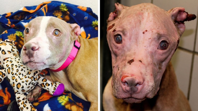 8 DE OCTUBRE, 2015: Buenas noticias en el caso de Rosie, pues Animal Care Services anunció que la perrita pit bull que fue quemada con ácido está lista para ser adoptada.