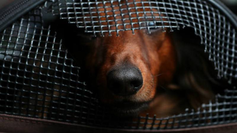 MAYO, 2013: Causa indignación el hallazgo de un perro que habría sido mutilado estando vivo. <br /><br /> Mutilan a perro vivo en Puerto Rico <br />