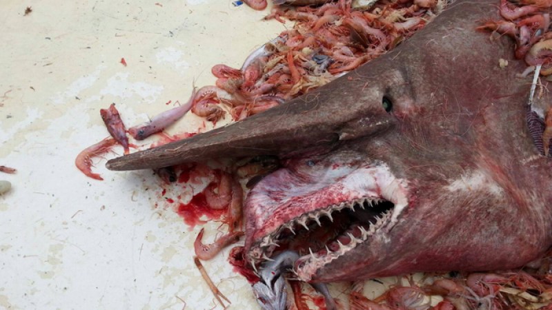Pescador captura raro tiburón duende