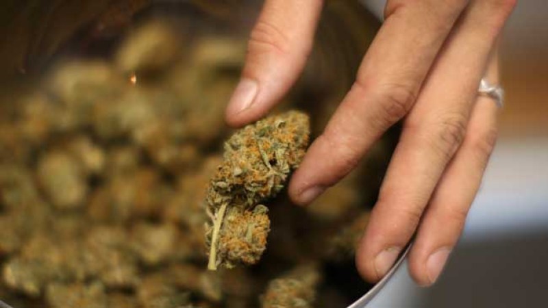La coalición Silicon Valley Cannabis regalará marihuana a aquellos que voten en las primarias del 3 de enero.