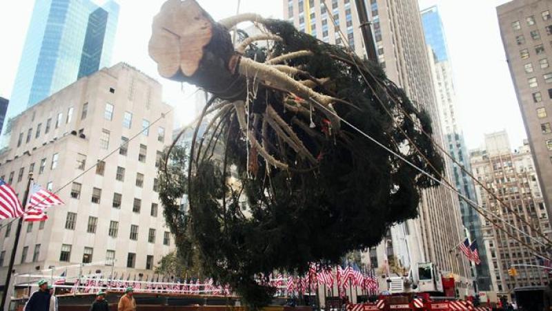 Árbol gigante en camino