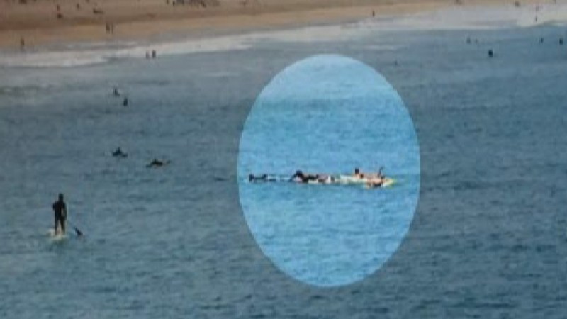 Tiburón muerde nadador frente la playa
