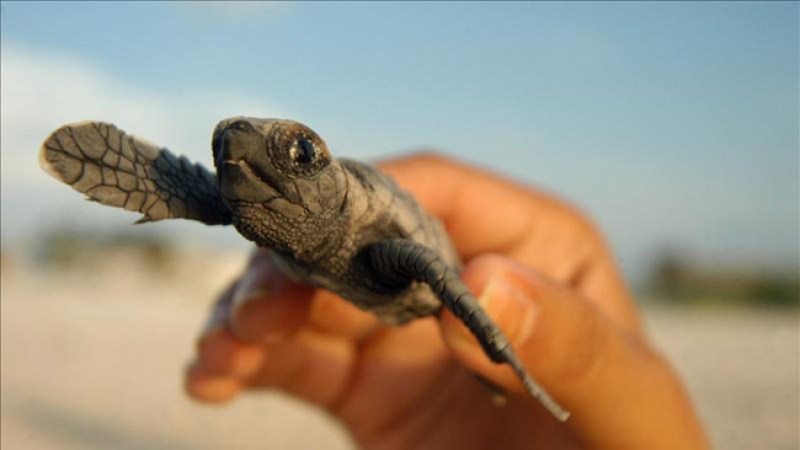 México al rescate de las tortugas