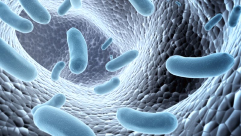 Detectan nuevo virus mortal