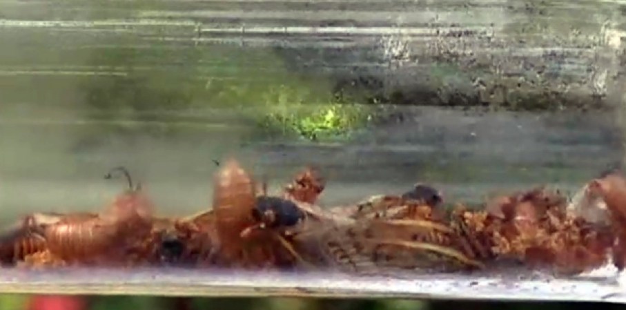 Una plaga de millones de cigarras se apoderara de nuestra área.