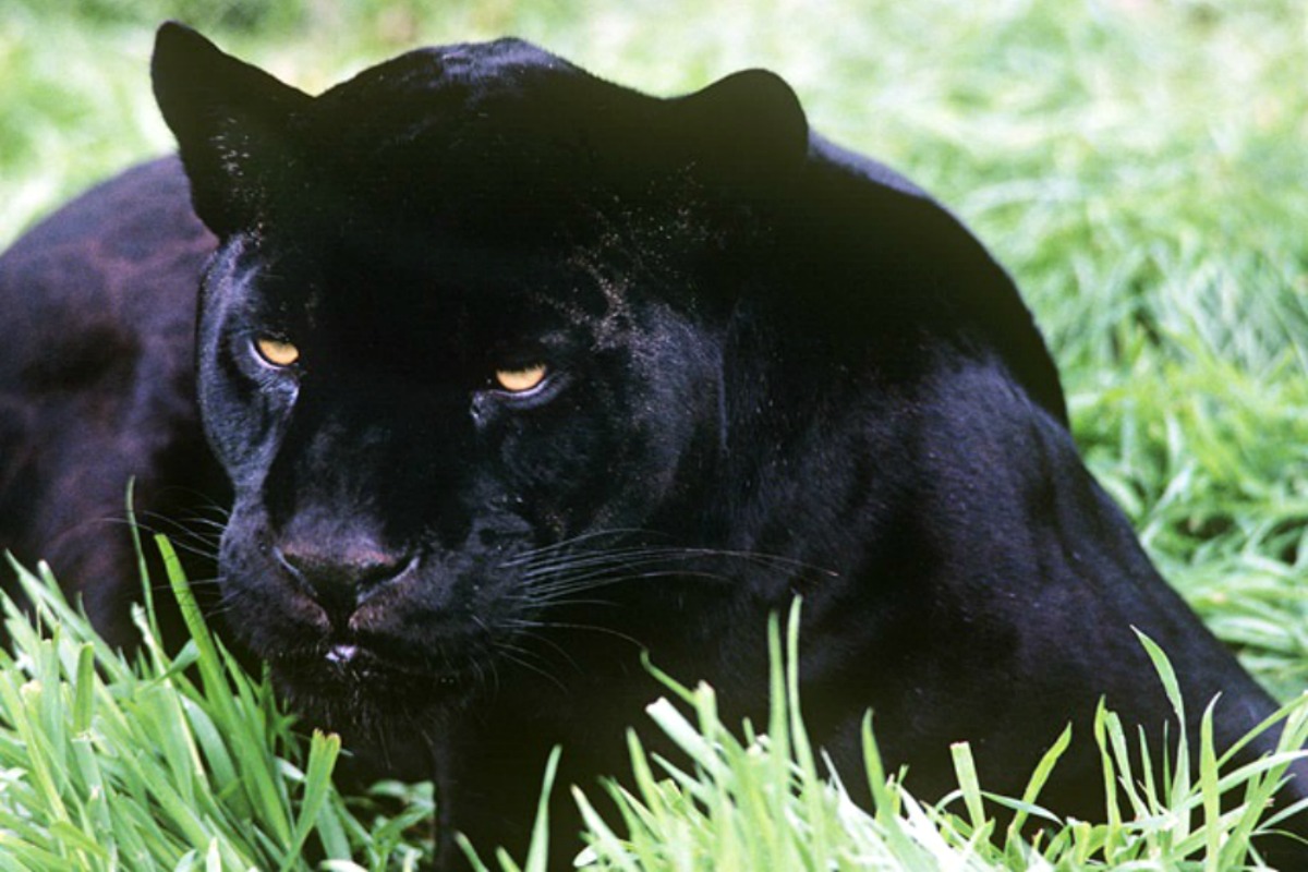 Imagenes De Un Jaguar Negro | 161 extraordinario un jaguar negro en el amazonas telemundo 47 Imagenes De Un Jaguar Negro | 161 extraordinario un jaguar negro en el amazonas telemundo 47